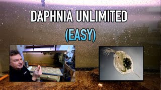 How I Raise Daphnia Water Fleas And You Can Too [upl. by Zurkow]