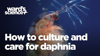 Caring and Culturing for Daphnia [upl. by Warga]