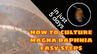 How to Culture Magna Daphnia Easily [upl. by Anni]