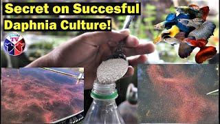 How to Culture Daphnia Successfully [upl. by Randy]