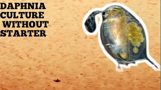 HOW TO CULTURE DAPHNIA NATURALLY WITHOUT A STARTER [upl. by Areikahs]