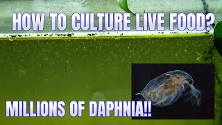 How to Culture Daphnia Secret Method to Breed MILLIONS  Simply Aquatic [upl. by Finstad174]