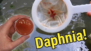 How I Culture Daphnia In Outdoor Tubs [upl. by Ylrebmi]