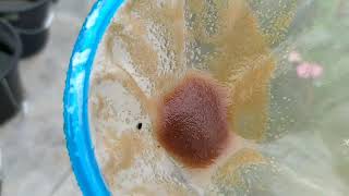 How to culture daphnia moina in a small container Part 1 English Subtitle [upl. by Enalahs476]