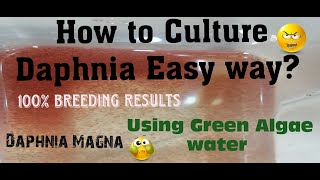 Daphnia MagnaHow to Culture Daphnia Easy wayCulturing Daphnia using Green water Daphnia [upl. by Ha]