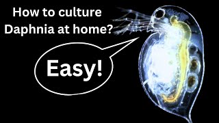 BEST Live Fish Food Beginner guide How to Culture Daphnia at home [upl. by Veta]