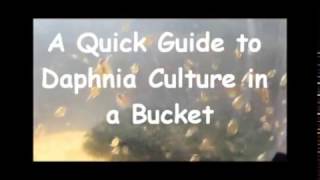 How to culture daphnia outside [upl. by Pardner283]