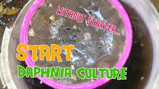 How to culture daphnia moina the easy way 1  Starting the Daphnia culture [upl. by Anhcar]