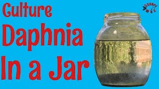 How to Culture Daphnia in a Jar [upl. by Rucker178]