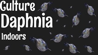 How to Culture Daphnia [upl. by Ellan571]