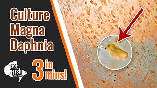 How to culture DAPHNIA MAGNA  The easy way [upl. by Stark]