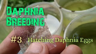 Daphnia Culture made simple and easy 3  Hatching Daphnia eggs [upl. by Litton432]