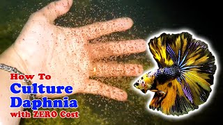 How to Culture Daphnia with ZERO Cost  Unlimited Live Food For Our Fish [upl. by Ailla]