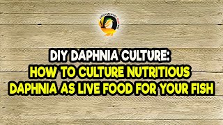 DIY Daphnia Culture How to Culture Nutritious Daphnia as Live Food for Your Fish [upl. by Alur]