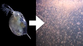 How I Culture Daphnia [upl. by Perl]