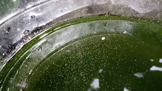 DAPHNIA MOINA CULTURE IN A SMALL BUCKET [upl. by Nosnej]