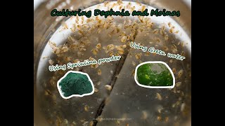 How To Culture Daphnia and Moinas using Green Water Spirulina powder [upl. by Sidell]