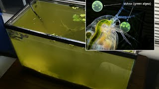 Raising Daphnia for the Freshwater Aquarium [upl. by Bal895]