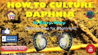 HOW TO CULTURE DAPHNIA In Easy Way [upl. by Vittorio]